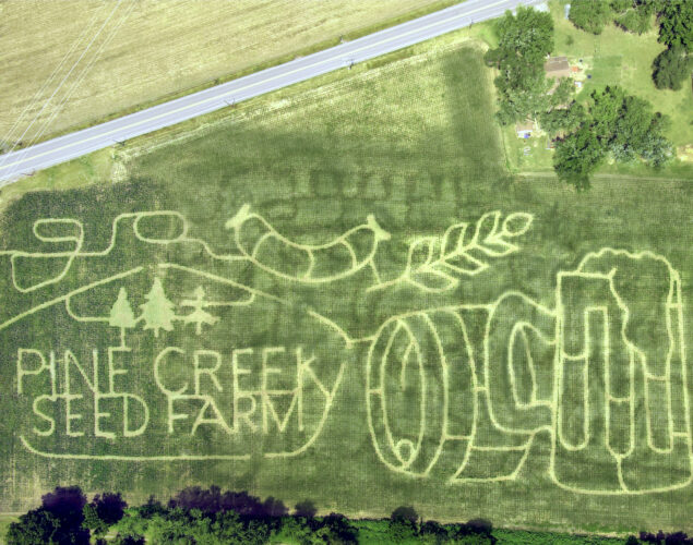 Pine Creek Seed prepares annual corn maze, events in South Avis News